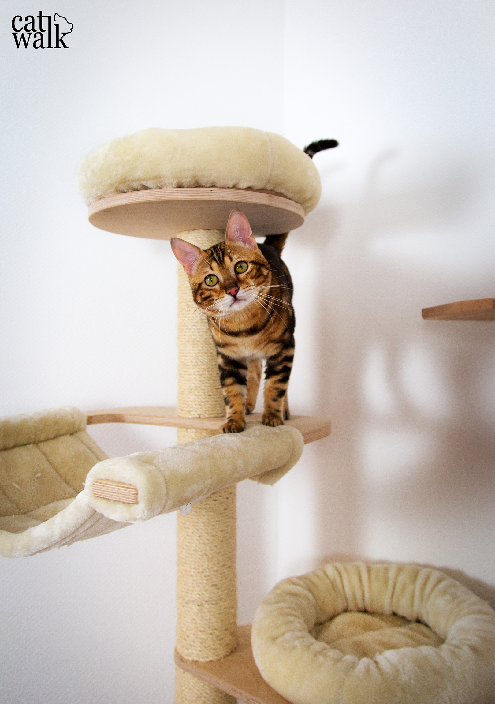 [:de]ein Catwalk für unsere Katze Cat Walk | DIY Kletterwand[:en]a Catwalk for our Bengal Kitten - Cat Walk | DIY [:]