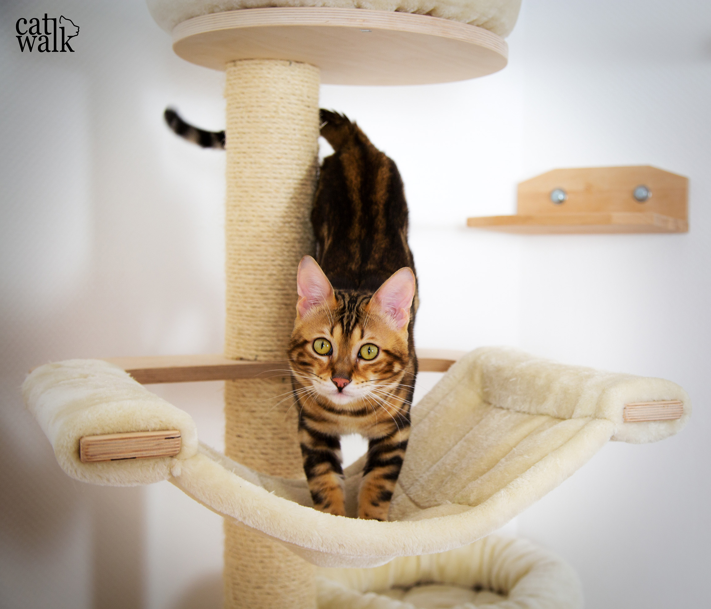 catwalk the begal cat on his cattree