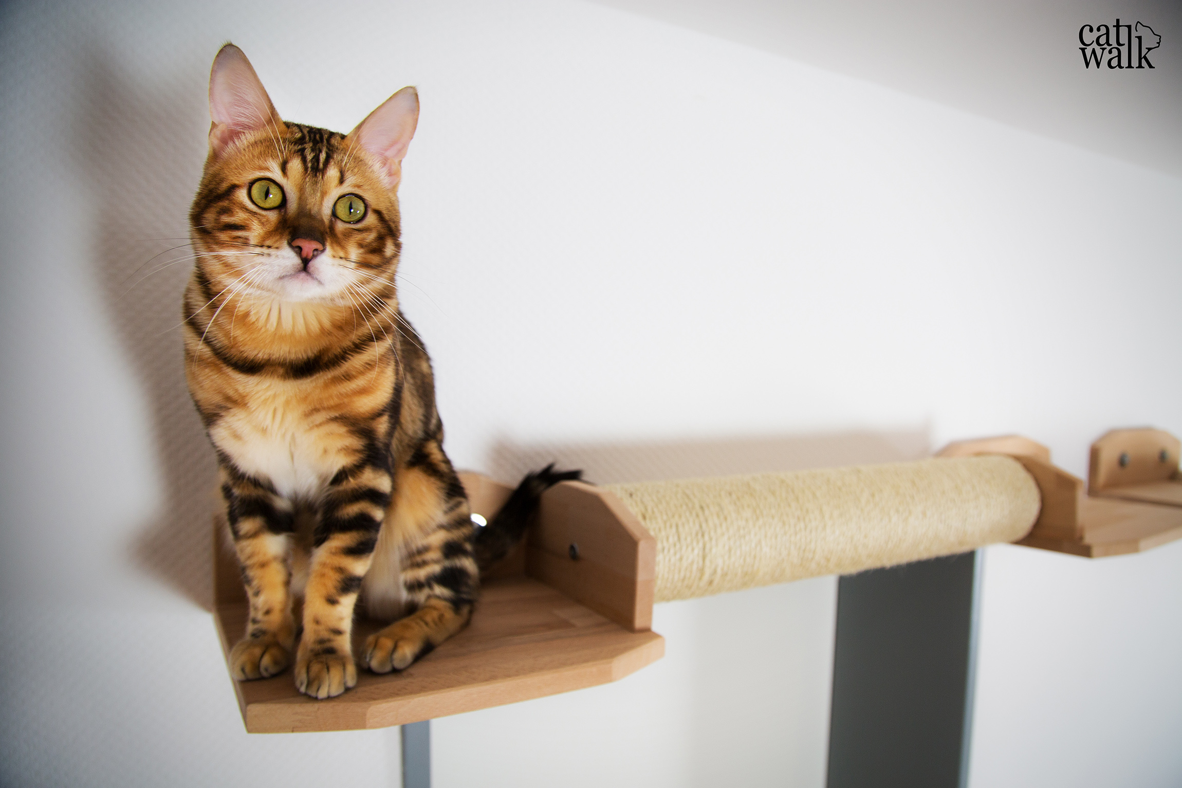 catwalk die Bengalkatze auf seiner katzen Kletterwand