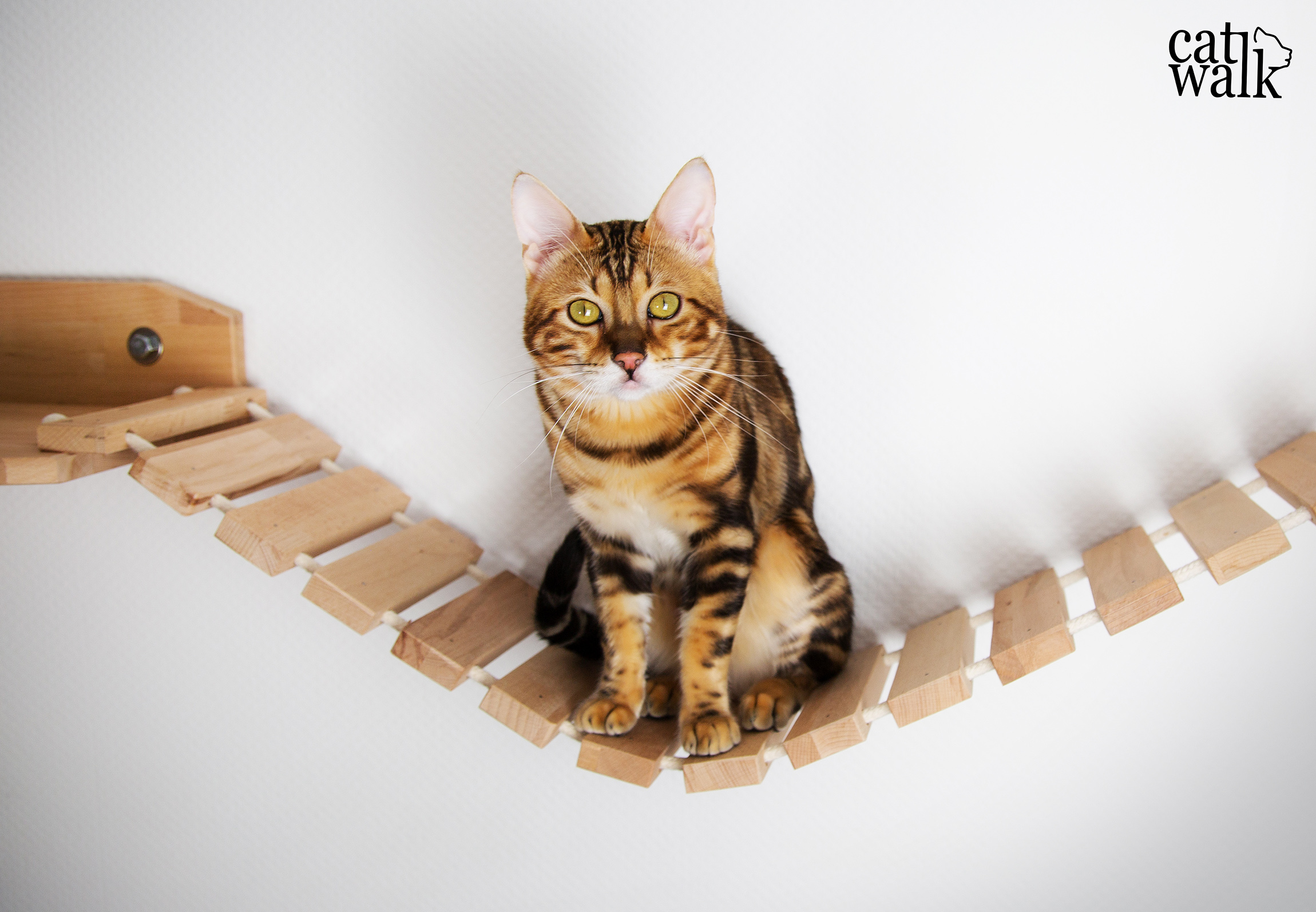 Catwalk unser Bengal Kater auf seiner Katzen Kletterwand