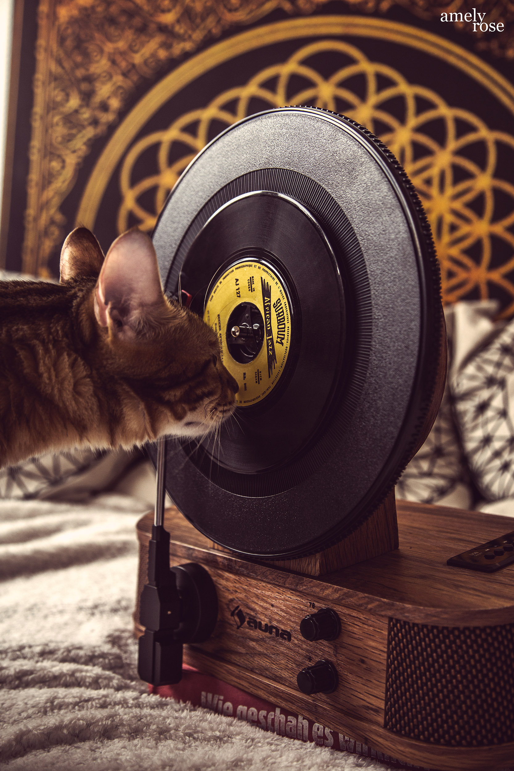 retro plattenspieler - idee weihnachtsgeschenke -bengal katze catwalk