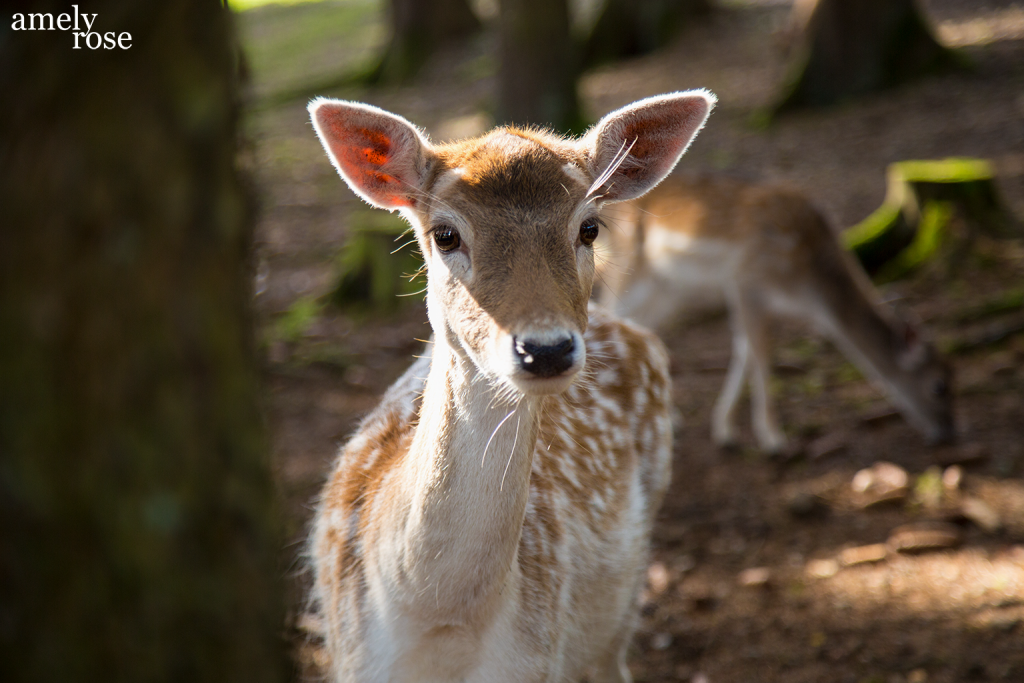 amelyrose, amely rose, amely, rose, amely-rose, instagram, instagram hacks, instagram tips, instagram tipps, insta , instagram algoryhmus, rehe, outdoor, nature, natur, wood, forest, reh, instagame, autumnlook, animal, animalphotograpy, pet, petphotography,