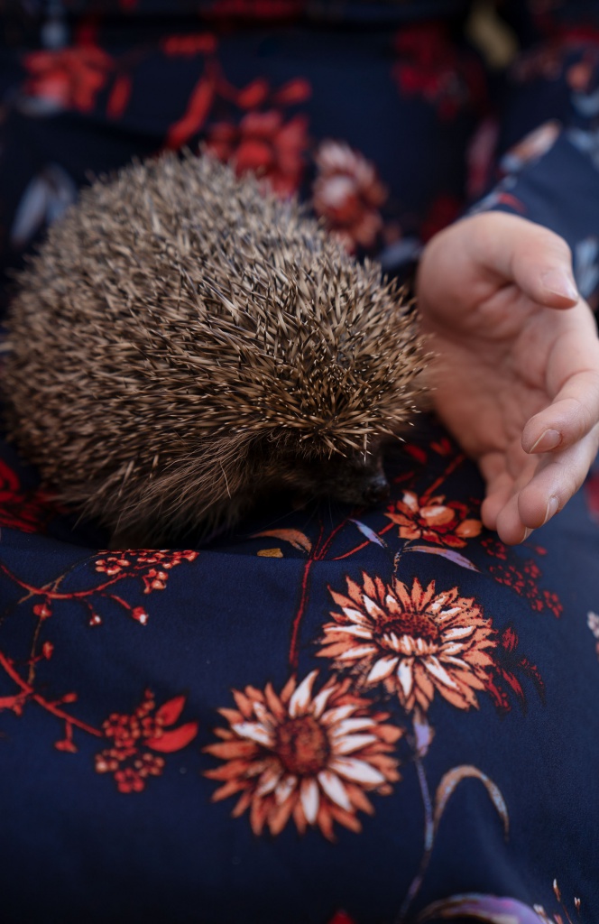 autumn, autumnlook, autumnfashion, autumnportrait, portrait, pet, petportrait, pet portrait, igel, hedgehog, sonic, autumndress, amelyrose, amely rose, amely_rose, herbst, herbstmode, autumnfashion, autumn fashion, 