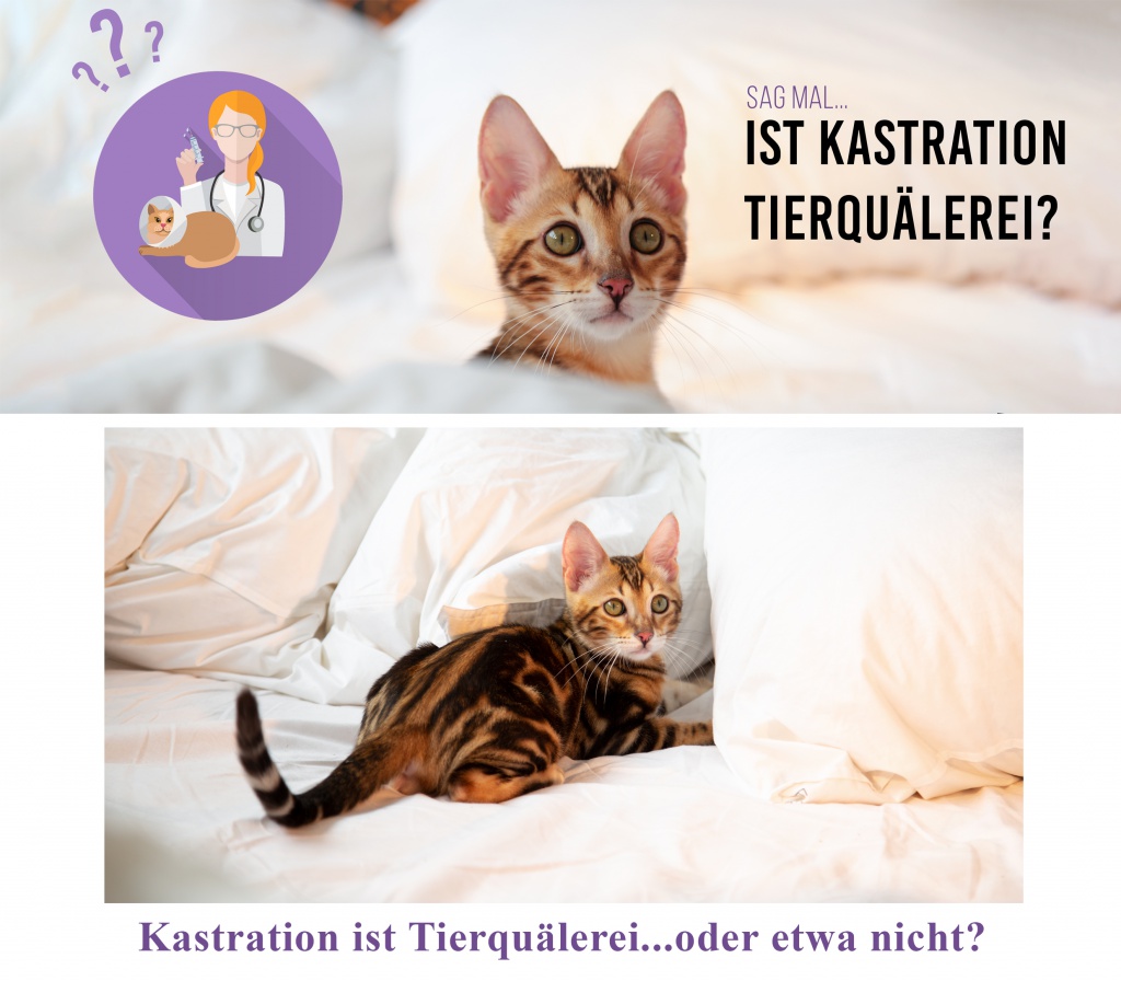 agila, kastration, katze kastrieren, wann katze kastrieren lassen, kastrationstipps, tierversicherung, katzenbaby, babykatze,